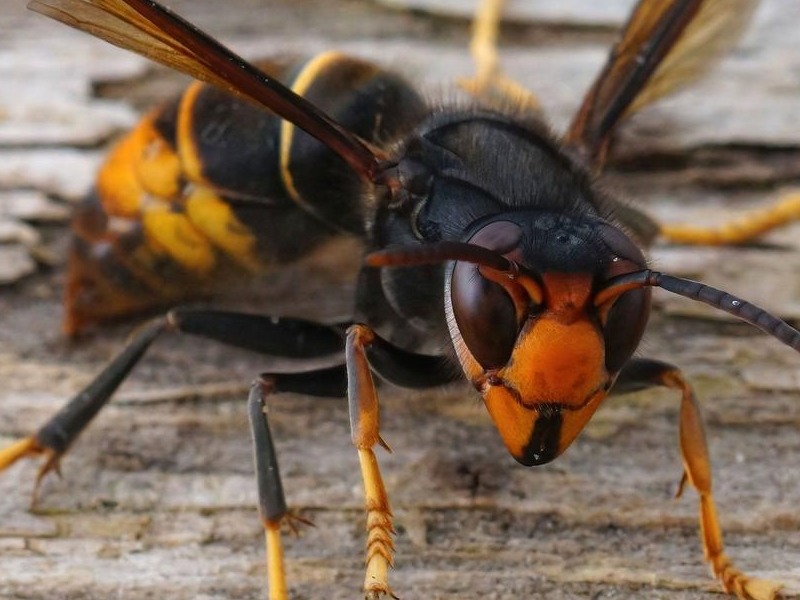 Wespen Hornissen