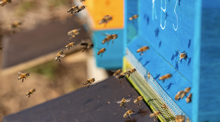 Bienen-live BusinessBienen Patenschaft