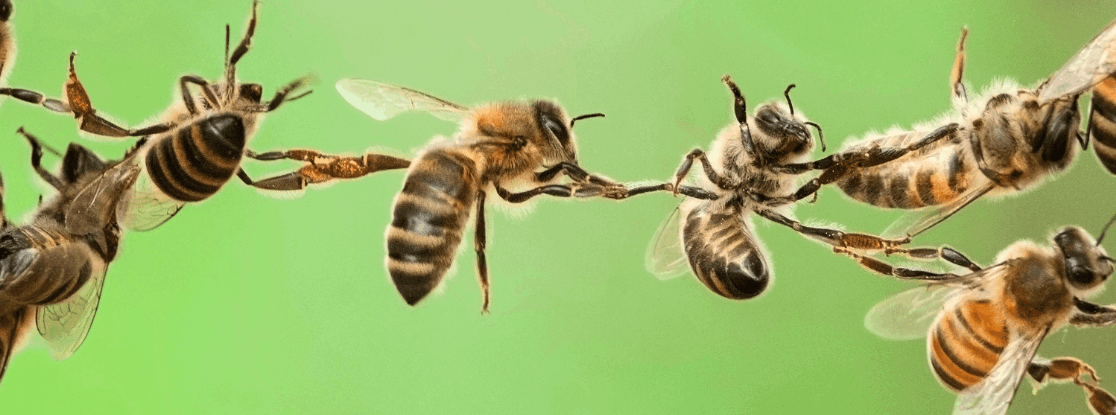 Bienenkette