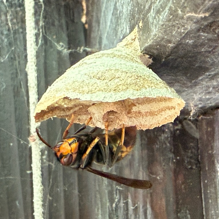 Asiatische Hornisse - Infos für Bürger