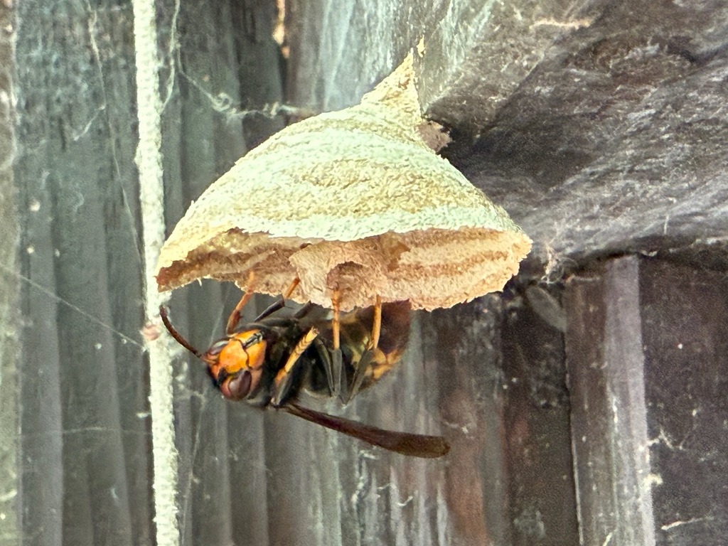 Asiatische Hornisse Embyonalnest