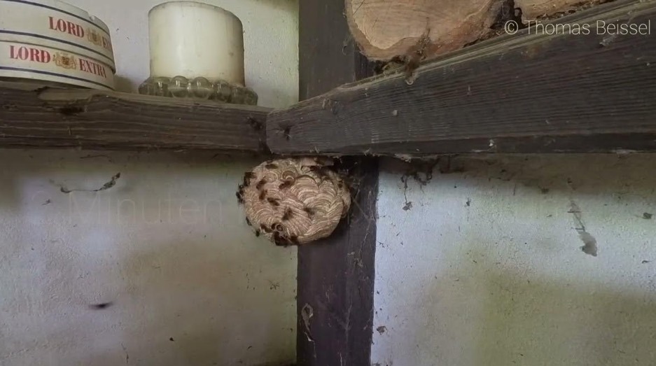 Nest Vespa velutina im Schuppen