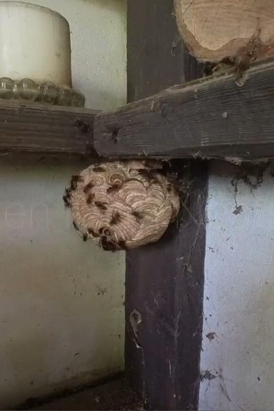 Nest im Gartenschuppen