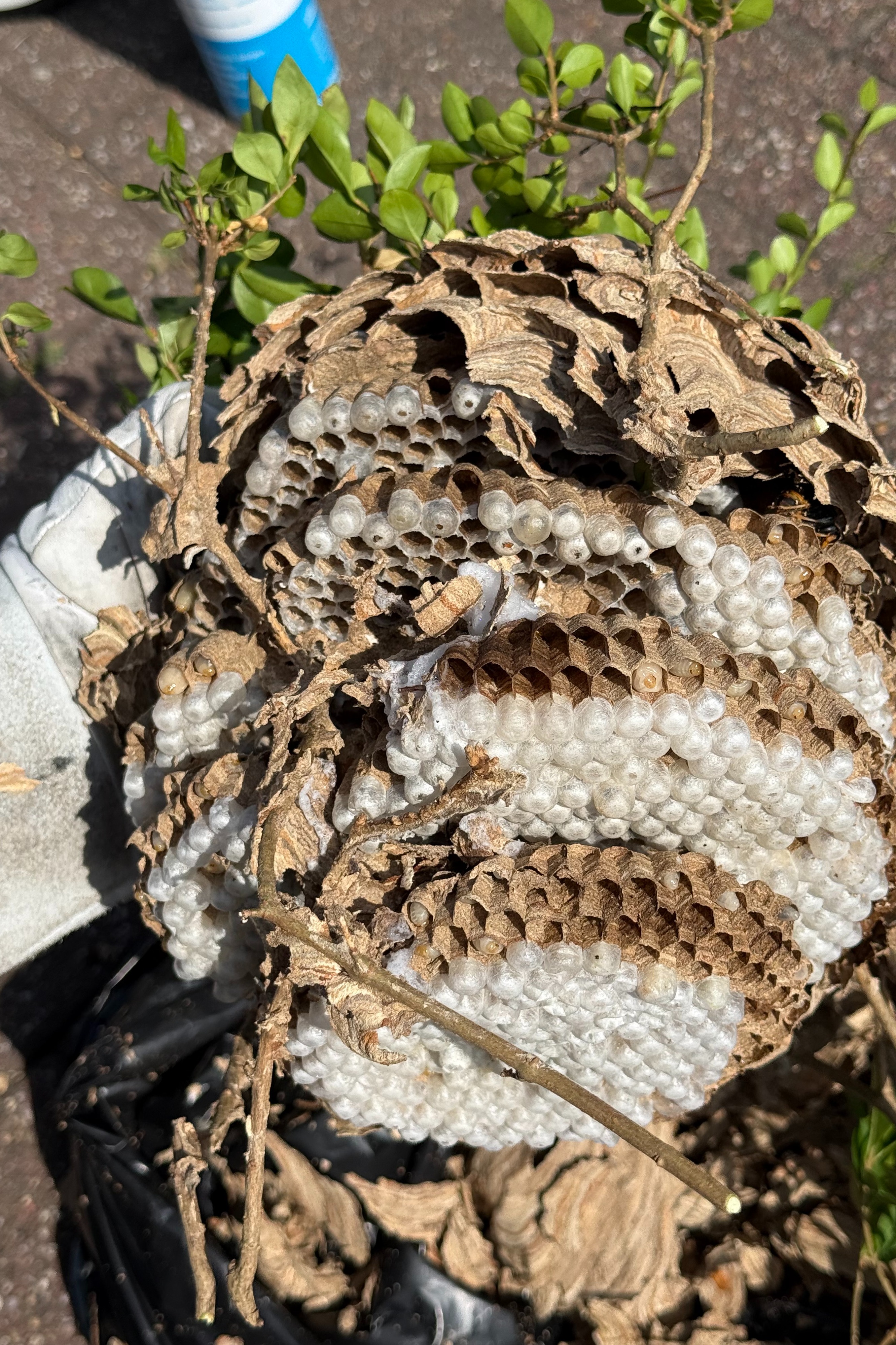 Asiatische Hornisse Primärnest