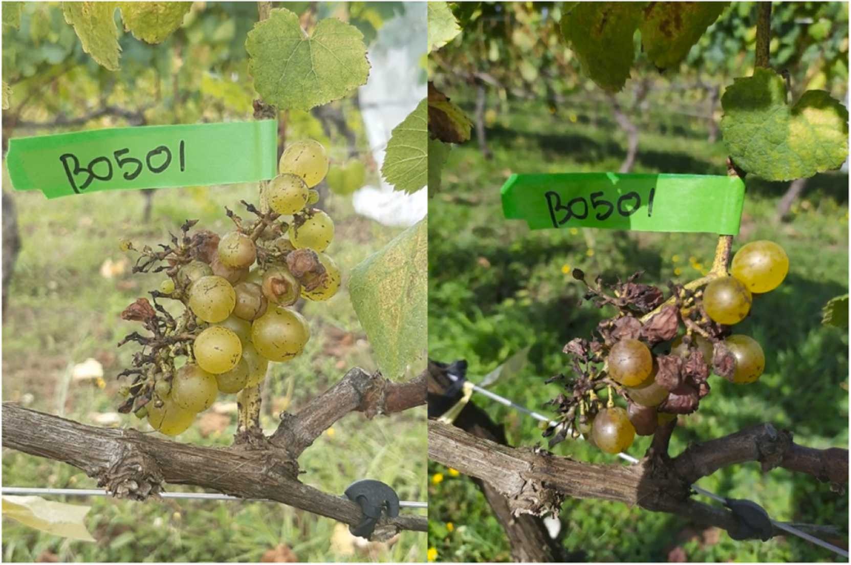 schäden an den Trauben durch Vespa velutina