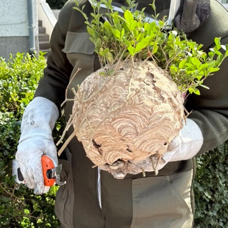 Asiatische Hornisse Primärnest