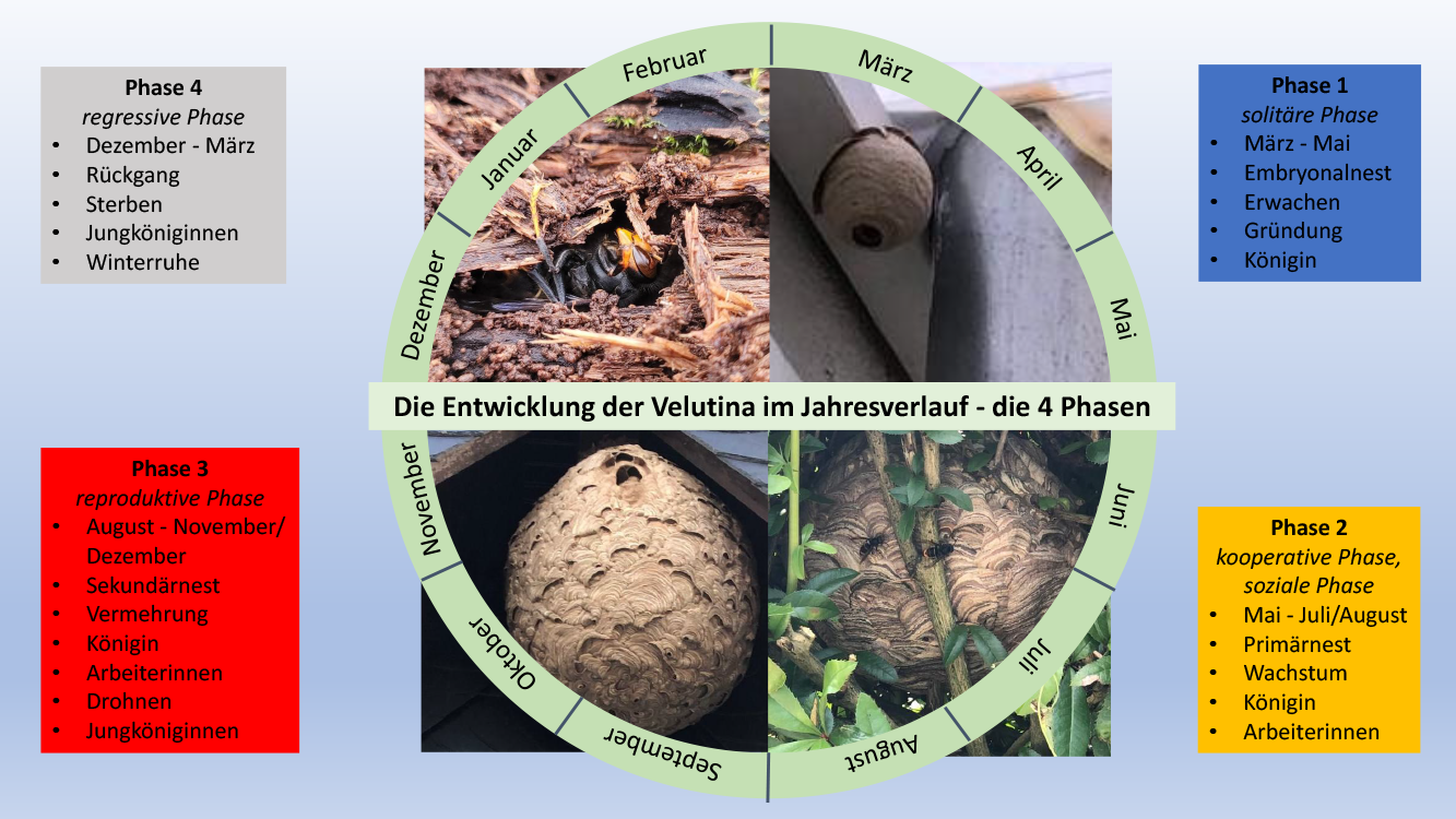 Jahreszyklus der Vespa Velutina